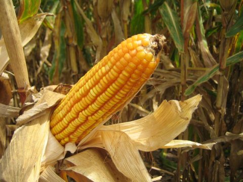 Ear of corn on stalk