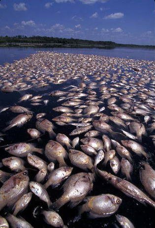 Dead fish from the BP gulf disaster
