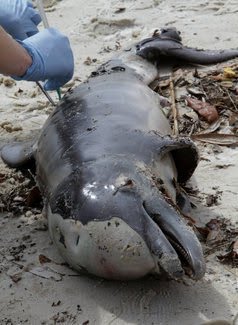 Dead baby dolphin