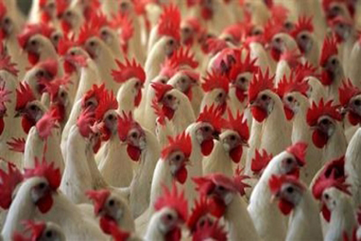 Flock of chickens