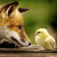 Fox and chick