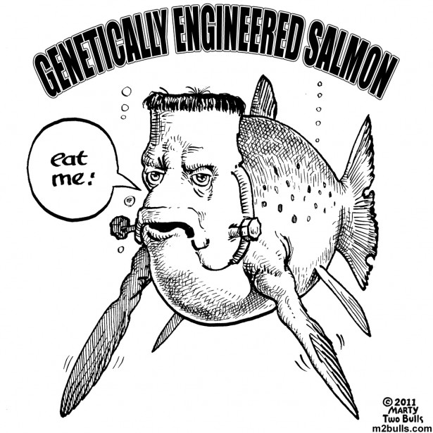 Genetically engineered salmon