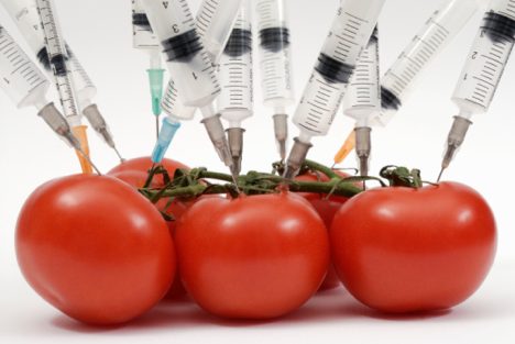 Syringe needles pushed into tomatoes