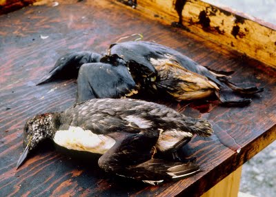 Oil spill birds