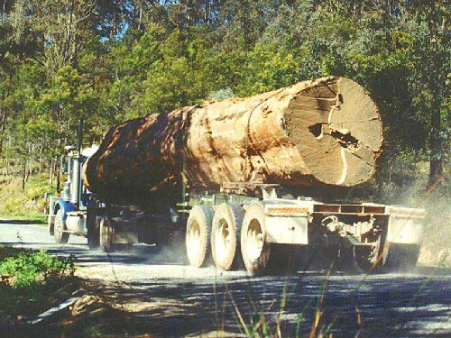 Tasmanian logging (Photo: The Wilderness Society)