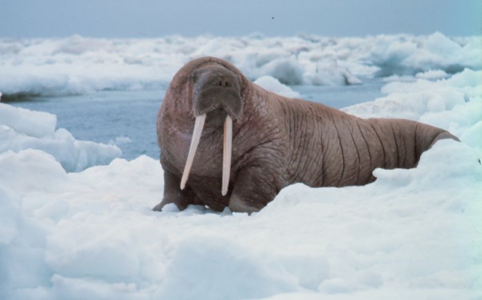 BP's spill plan lists walruses among wildlife to be protected in the Gulf, but no walruses live in the Gulf.