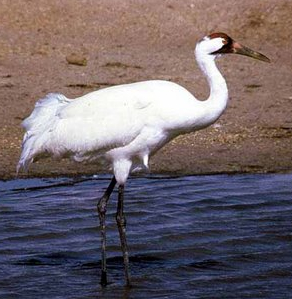 The Whooping Crane population has recovered in large part due to being designated as endangered